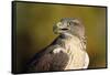 Close-Up of Ferruginous Hawk-W. Perry Conway-Framed Stretched Canvas