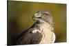 Close-Up of Ferruginous Hawk-W. Perry Conway-Stretched Canvas