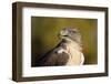 Close-Up of Ferruginous Hawk-W. Perry Conway-Framed Photographic Print
