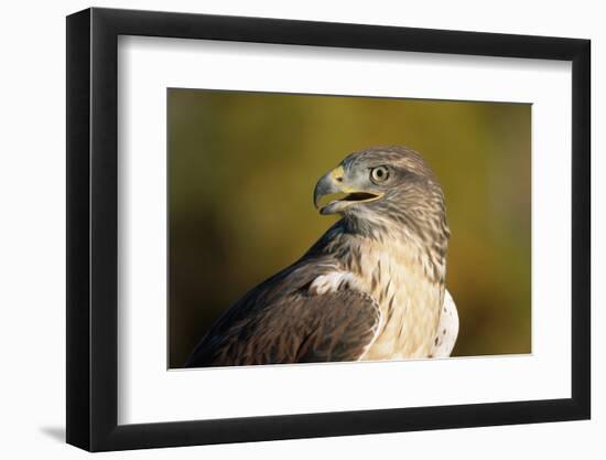 Close-Up of Ferruginous Hawk-W. Perry Conway-Framed Photographic Print