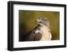 Close-Up of Ferruginous Hawk-W. Perry Conway-Framed Photographic Print