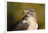 Close-Up of Ferruginous Hawk-W. Perry Conway-Framed Photographic Print