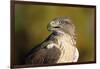 Close-Up of Ferruginous Hawk-W. Perry Conway-Framed Photographic Print