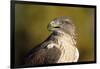 Close-Up of Ferruginous Hawk-W. Perry Conway-Framed Photographic Print