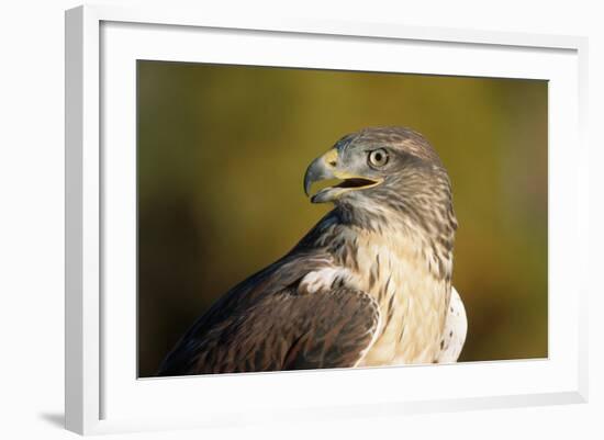 Close-Up of Ferruginous Hawk-W. Perry Conway-Framed Photographic Print