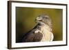 Close-Up of Ferruginous Hawk-W. Perry Conway-Framed Photographic Print