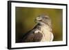 Close-Up of Ferruginous Hawk-W. Perry Conway-Framed Photographic Print