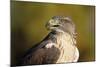 Close-Up of Ferruginous Hawk-W. Perry Conway-Mounted Photographic Print