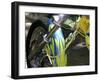 Close-up of Flame Design on a Motorcycle Fender-null-Framed Photographic Print