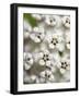 Close-up of flower heads before opening Mammoth Cave NP, Kentucky-Maresa Pryor-Framed Photographic Print