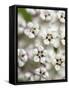 Close-up of flower heads before opening Mammoth Cave NP, Kentucky-Maresa Pryor-Framed Stretched Canvas