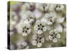 Close-up of flower heads before opening Mammoth Cave NP, Kentucky-Maresa Pryor-Stretched Canvas