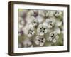 Close-up of flower heads before opening Mammoth Cave NP, Kentucky-Maresa Pryor-Framed Photographic Print