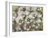 Close-up of flower heads before opening Mammoth Cave NP, Kentucky-Maresa Pryor-Framed Photographic Print