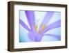 Close up of flower, Leon province, Spain-Juan Carlos Munoz-Framed Photographic Print