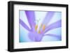 Close up of flower, Leon province, Spain-Juan Carlos Munoz-Framed Photographic Print