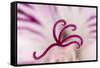 Close-up of flower stamen-Adam Jones-Framed Stretched Canvas