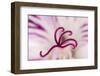 Close-up of flower stamen-Adam Jones-Framed Photographic Print