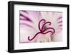 Close-up of flower stamen-Adam Jones-Framed Photographic Print