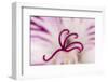 Close-up of flower stamen-Adam Jones-Framed Photographic Print