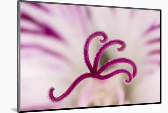 Close-up of flower stamen-Adam Jones-Mounted Photographic Print