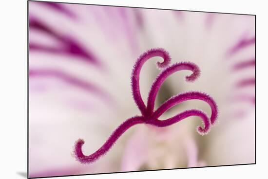 Close-up of flower stamen-Adam Jones-Mounted Photographic Print