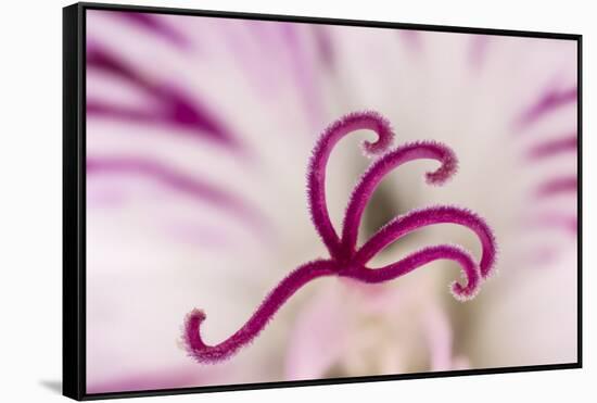 Close-up of flower stamen-Adam Jones-Framed Stretched Canvas