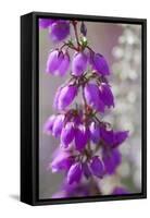 Close-Up of Flowering Bell Heather (Erica Cinerea), Caesar's Camp, Fleet, Hampshire, England, UK-Paul Harris-Framed Stretched Canvas