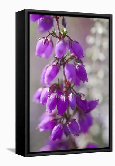 Close-Up of Flowering Bell Heather (Erica Cinerea), Caesar's Camp, Fleet, Hampshire, England, UK-Paul Harris-Framed Stretched Canvas