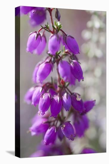 Close-Up of Flowering Bell Heather (Erica Cinerea), Caesar's Camp, Fleet, Hampshire, England, UK-Paul Harris-Stretched Canvas