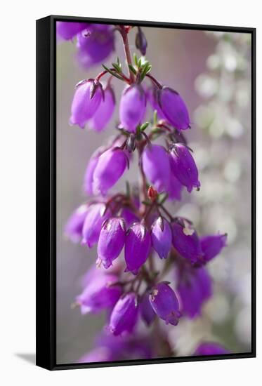 Close-Up of Flowering Bell Heather (Erica Cinerea), Caesar's Camp, Fleet, Hampshire, England, UK-Paul Harris-Framed Stretched Canvas