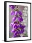 Close-Up of Flowering Bell Heather (Erica Cinerea), Caesar's Camp, Fleet, Hampshire, England, UK-Paul Harris-Framed Photographic Print