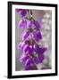 Close-Up of Flowering Bell Heather (Erica Cinerea), Caesar's Camp, Fleet, Hampshire, England, UK-Paul Harris-Framed Photographic Print