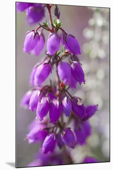 Close-Up of Flowering Bell Heather (Erica Cinerea), Caesar's Camp, Fleet, Hampshire, England, UK-Paul Harris-Mounted Photographic Print