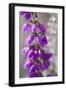 Close-Up of Flowering Bell Heather (Erica Cinerea), Caesar's Camp, Fleet, Hampshire, England, UK-Paul Harris-Framed Photographic Print