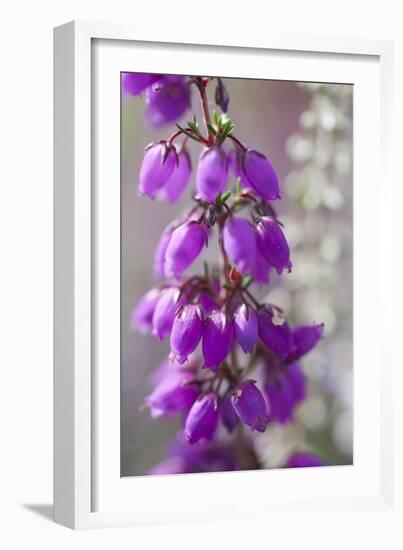 Close-Up of Flowering Bell Heather (Erica Cinerea), Caesar's Camp, Fleet, Hampshire, England, UK-Paul Harris-Framed Photographic Print