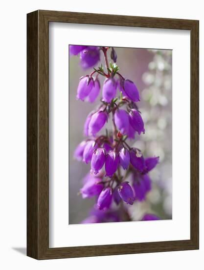 Close-Up of Flowering Bell Heather (Erica Cinerea), Caesar's Camp, Fleet, Hampshire, England, UK-Paul Harris-Framed Photographic Print