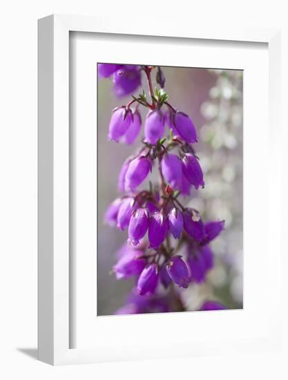 Close-Up of Flowering Bell Heather (Erica Cinerea), Caesar's Camp, Fleet, Hampshire, England, UK-Paul Harris-Framed Photographic Print