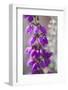 Close-Up of Flowering Bell Heather (Erica Cinerea), Caesar's Camp, Fleet, Hampshire, England, UK-Paul Harris-Framed Photographic Print