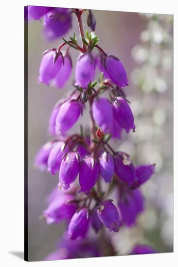 Close-Up of Flowering Bell Heather (Erica Cinerea), Caesar's Camp, Fleet, Hampshire, England, UK-Paul Harris-Stretched Canvas