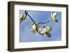 Close-up of Flowering Dogwood (Cornus florida) flowers on branches, Atlanta, Georgia, USA-Panoramic Images-Framed Photographic Print