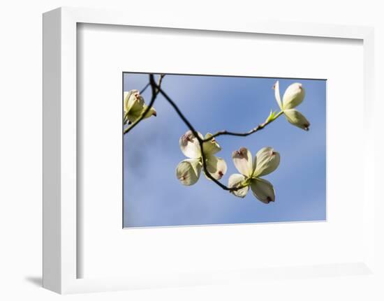 Close-up of Flowering Dogwood (Cornus florida) flowers on branches, Atlanta, Georgia, USA-Panoramic Images-Framed Photographic Print