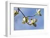 Close-up of Flowering Dogwood (Cornus florida) flowers on branches, Atlanta, Georgia, USA-Panoramic Images-Framed Photographic Print