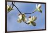 Close-up of Flowering Dogwood (Cornus florida) flowers on branches, Atlanta, Georgia, USA-Panoramic Images-Framed Photographic Print