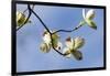 Close-up of Flowering Dogwood (Cornus florida) flowers on branches, Atlanta, Georgia, USA-Panoramic Images-Framed Photographic Print