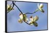 Close-up of Flowering Dogwood (Cornus florida) flowers on branches, Atlanta, Georgia, USA-Panoramic Images-Framed Stretched Canvas