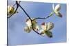 Close-up of Flowering Dogwood (Cornus florida) flowers on branches, Atlanta, Georgia, USA-Panoramic Images-Stretched Canvas