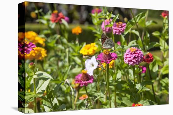 Close Up of Flowers and Butterfly, Country Manor Gardens. Portugal-Mallorie Ostrowitz-Stretched Canvas