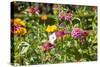 Close Up of Flowers and Butterfly, Country Manor Gardens. Portugal-Mallorie Ostrowitz-Stretched Canvas