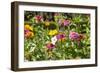 Close Up of Flowers and Butterfly, Country Manor Gardens. Portugal-Mallorie Ostrowitz-Framed Photographic Print